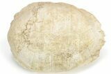 Fossil Tortoise (Testudo) Shell - South Dakota #235564-2